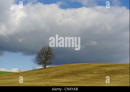 Charme commun européen, charme (Carpinus betulus), seul arbre debout sur une colline avec une coupe pré, Allemagne, Bavière, Franken, Franconia Banque D'Images