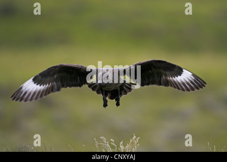 Grand labbe Stercorarius skua, (Catharacta skua)), voler, Islande, Fagurholsmyr Banque D'Images