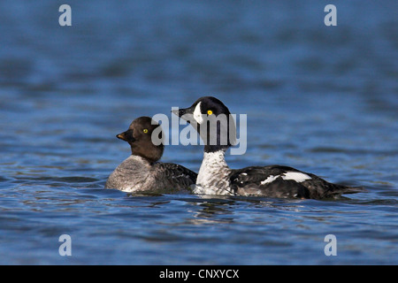 Garrot d'Islande (Bucephala islandica), paire, l'Islande, 73320 Banque D'Images