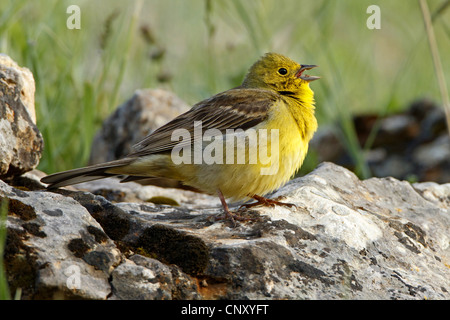 Cinereous bunting (Emberiza cineracea), homme assis sur le sol, la Turquie, Gaziantep, Durnalik Banque D'Images