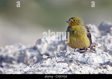 Cinereous bunting (Emberiza cineracea), femme assise sur le sol pierreux, Turquie, Gaziantep, Durnalik Banque D'Images