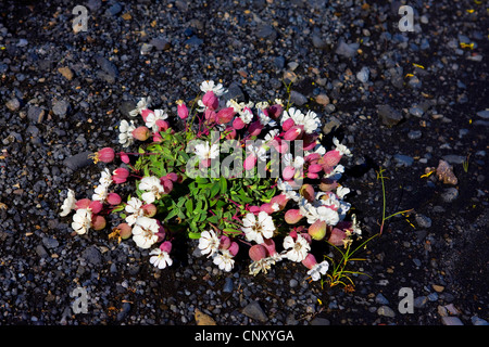 Mer (Silene uniflora), la floraison, l'Islande, Skeidarrsandur Banque D'Images