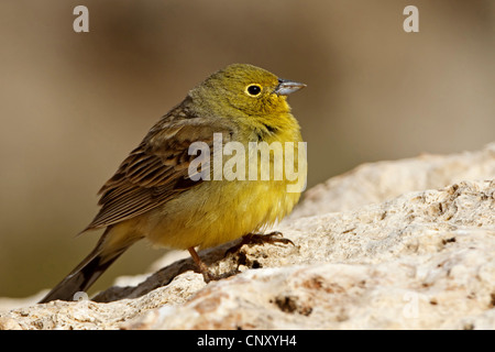 Cinereous bunting (Emberiza cineracea), homme assis sur le sol, la Turquie, l'Adyaman, Le Nemrut Dagi, Karadut Banque D'Images