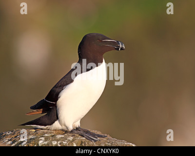 Petit pingouin (Alca torda), assis sur un rocher, l'Islande, Latrabjarg Banque D'Images