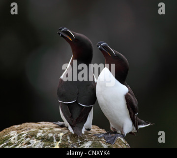 Petit pingouin (Alca torda), paire assis sur un rocher, l'Islande, Latrabjarg Banque D'Images