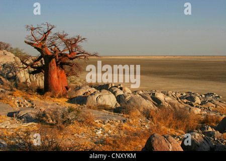 Baobab, pain de singe, singe tamarin (Adansonia digitata), arbres isolés sur une pente rocheuse, en face de l'échelle du paysage de savane, Botswana, Lekuba Lekubu, Makgadigadi Pans, Island Banque D'Images