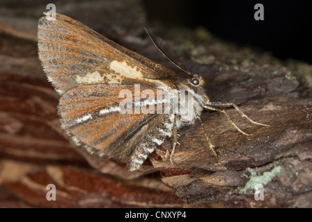 L'arpenteuse de pin spongieuse, le moth, bordé de blanc (Bupalus piniaria Bupalus piniarius,), assis sur le bois, Allemagne Banque D'Images