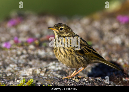 Pitpit (Anthus pratensis meadow), assis sur le sol, l'Islande, 73320 Banque D'Images