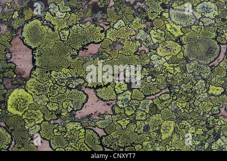 Lichen Rhizocarpon geographicum (carte), lichenes lichens crustacés sur un rocher, Allemagne Banque D'Images