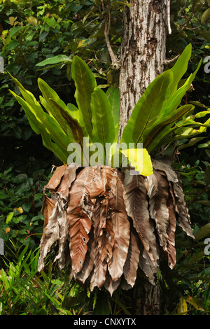 Fougère nid d'oiseau (Asplenium nidus), dans la forêt tropicale, en Malaisie, Sarawak Banque D'Images