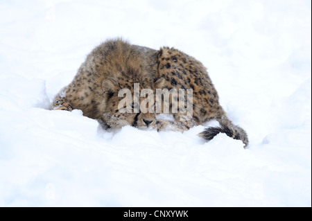 Le Guépard (Acinonyx jubatus), couché dans la neige avec la fourrure jusqu'Ébouriffé Banque D'Images