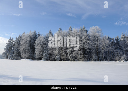 Paysage d'hiver avec la neige champ en face de forêt mixte, Allemagne, Bavière, Haut-Palatinat Banque D'Images