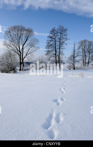 La voie d'un lapin dans une prairie couverte de neige et paysage de forêt, de l'Allemagne, la Bavière Banque D'Images