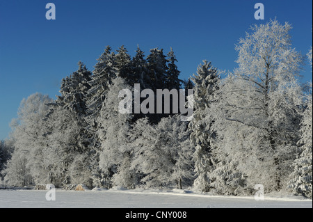 Paysage d'hiver avec la neige champ en face de forêt mixte, Allemagne, Bavière, Haut-Palatinat Banque D'Images