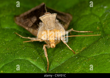 Diachrysia chrysitis (laiton bruni, Plusia chrysitis Phytometra chrysitis,), assis sur une feuille, Allemagne Banque D'Images