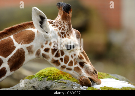 Giraffe réticulée (Giraffa camelopardalis reticulata), portrait Banque D'Images