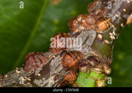 Échelle de prune, fruits européenne Lecanium (Parthenolecanium corni), on pousse, Allemagne Banque D'Images