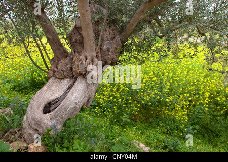 Olivier (Olea europaea ssp. sativa), le vieil arbre, l'Italie, Sicile Banque D'Images