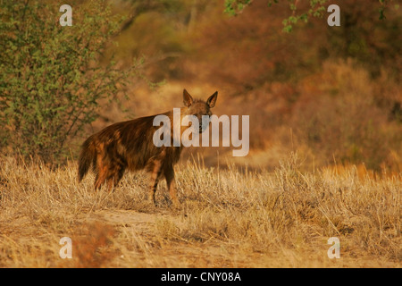 Hyène brune (Hyaena brunnea), debout dans la savane, Afrique du Sud, Northern Cape, Kgalagadi Transfrontier Park, Kalahari Banque D'Images