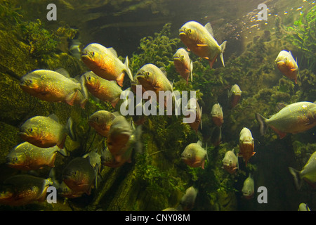 À TÊTE BOMBÉE, piranha piranha du Natterer, piranha rouge, Red-bellied piranha (Serrasalmus nattereri Pygocentrus nattereri, Rooseveltiella, nattereri), Shoal Banque D'Images