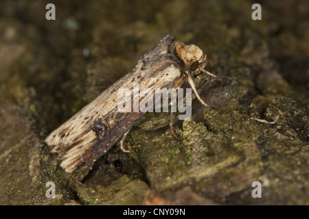 Axylia putris (la flamme), assis sur l'écorce, Allemagne Banque D'Images