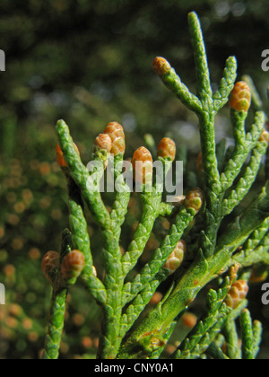 Cyprès (Cupressus sempervirens), branche avec fleurs mâles Banque D'Images