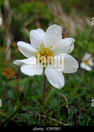 La dryade (Dryas octopetala), fleur, Germany Banque D'Images