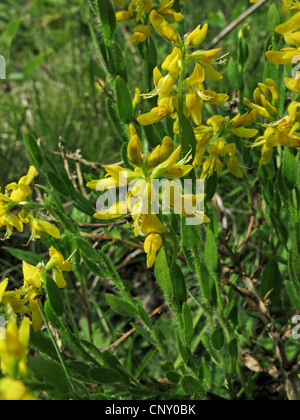 L'allemand greenweed (Genista germanica), la floraison, l'Allemagne, Rhénanie du Nord-Westphalie Banque D'Images