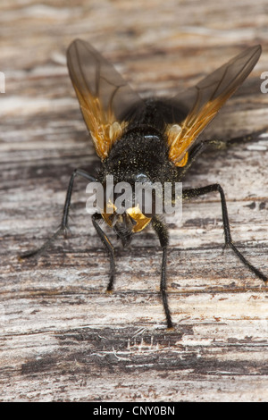 (Rinderfliege meridana Mesembrina meridiana, Musca), assis sur le bois, Allemagne Banque D'Images