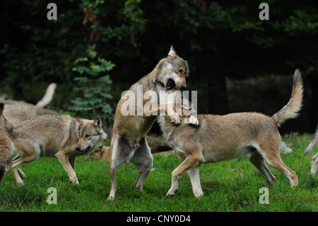 Le loup (Canis lupus lycaon), pack tussling dans un pré (PAS DE PERMISSION POUR LA CHASSE SUJETS) Banque D'Images