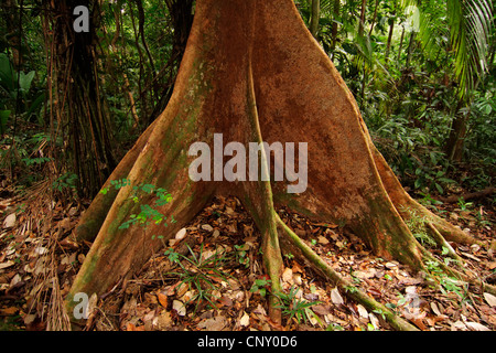 (Fig Ficus spec.), de fortifier les racines, la Malaisie, Bornéo, Gunung Kinabalu Banque D'Images