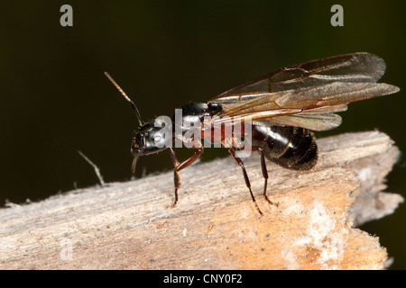 Fourmi Camponotus ligniperdus (, Camponotus ligniperda), assis sur le bois, Allemagne Banque D'Images