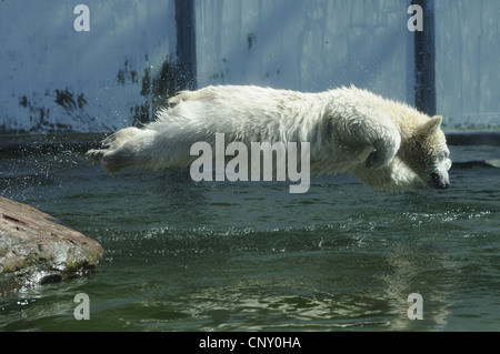 L'ours polaire (Ursus maritimus), sauter dans l'eau Banque D'Images