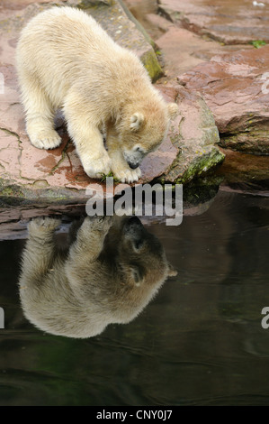 L'ours polaire (Ursus maritimus), chiot dans un zoo Banque D'Images