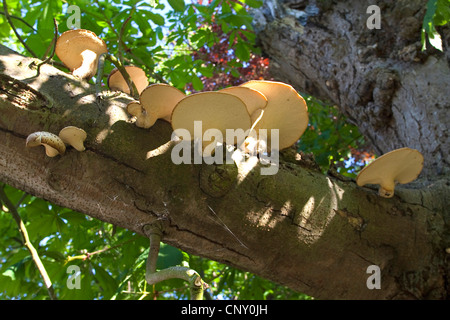 La dryade, selle Pheasant's back (champignon Polyporus squamosus), sur un vieux châtaignier mort, Allemagne Banque D'Images