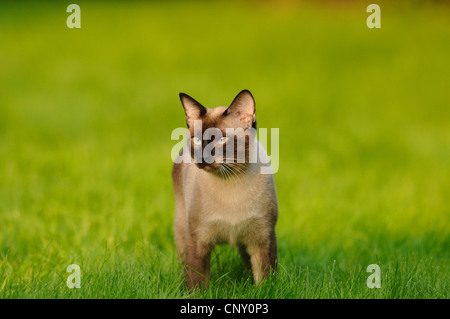 Siamois, siamois (Felis silvestris catus). f, Siam Seal Point chaton dans un pré Banque D'Images