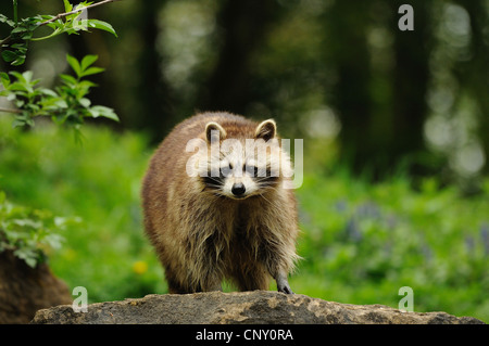 Politique raton laveur (Procyon lotor), assis sur un rocher à regarder, NON DISPONIBLE POUR LES THÈMES DE CHASSE Banque D'Images