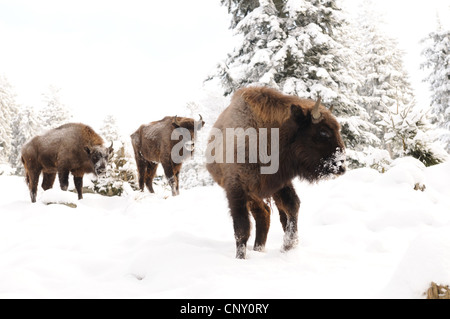 Bison d'Europe, Bison (Bison bonasus), trois wisents avec museau couvert de neige Banque D'Images