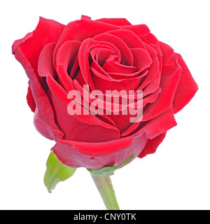 rose rouge Banque D'Images