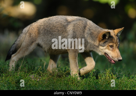 Le loup (Canis lupus lycaon), jeune loup de marcher à travers une clairière, NON DISPONIBLE POUR LES THÈMES DE LA CHASSE, de l'Allemagne, la Bavière Banque D'Images