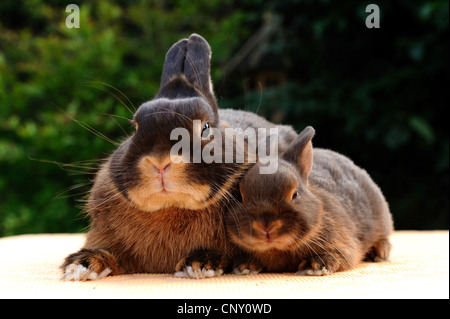 Netherland Dwarf (Oryctolagus cuniculus f. domestica), avec bunny, Allemagne Banque D'Images
