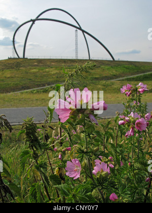 Musk mallow, musc cheeseweed (Malva moschata), qui fleurit sur la Hoheward avec ce qu'on appelle le monument dans l'arrière-plan, l'Allemagne, en Rhénanie du Nord-Westphalie, Ruhr, Herten Banque D'Images