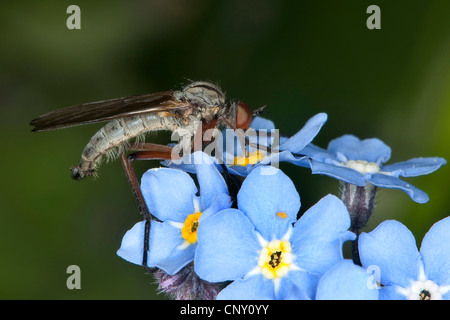 Voler, voler danse Dague (Empis tesselata), sur forget-me-not, Allemagne Banque D'Images