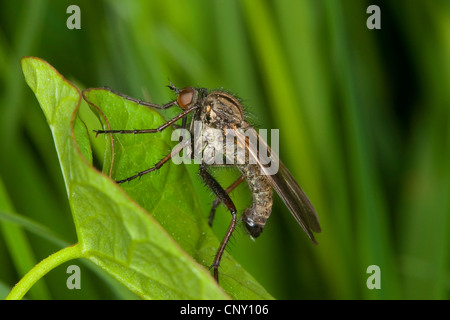 Voler, voler danse Dague (Empis tesselata), assis sur une feuille, Allemagne Banque D'Images