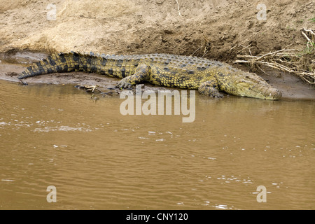 Le crocodile du Nil (Crocodylus niloticus), allongé sur un banc de la rivière Mara, Kenya Banque D'Images