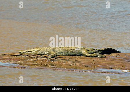 Le crocodile du Nil (Crocodylus niloticus), allongé sur un banc de la rivière Mara, Kenya Banque D'Images