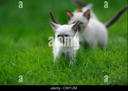 Siamois, siamois (Felis silvestris catus). f, Siam Seal Point les chats dans un pré, Allemagne Banque D'Images