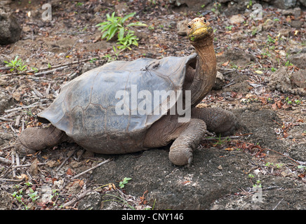 Tortue géante Espaola Espanola, tortue géante (Chelonodis hoodensis Chelonoidis nigra nigra, hoodensis hoodensis, Testudo elephantopus elephantopus, Geochelone elephantopus hoodensis hoodensis, Chelonoides), l'Équateur, Îles Galápagos, Espanola Banque D'Images