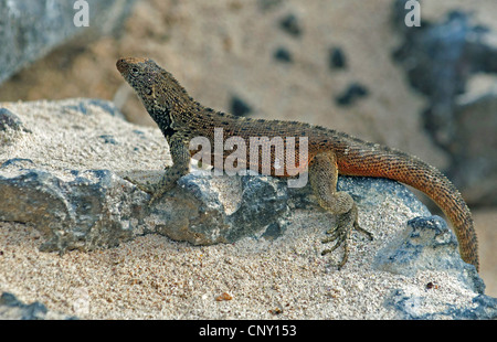 Lézard de lave Espaola Espanola, lézard de lave, Hood Laval (Microlophus delanonis Lézard, Tropidurus delanonis), assis sur un rocher, l'Équateur, Îles Galápagos, Espanola Banque D'Images