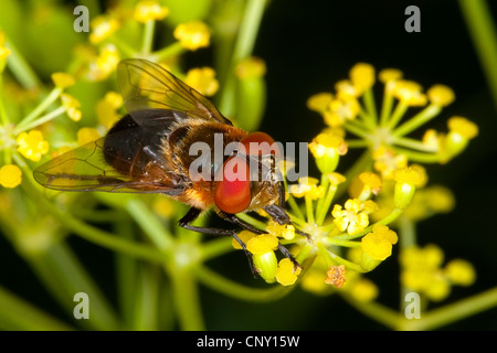 Tachinid, mouche parasite (Phasia hemiptera Alophora hemiptera,), sur des fleurs jaunes, Allemagne Banque D'Images